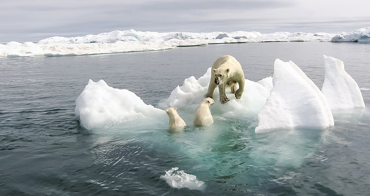 Polar bear with two cubs on a small ice floe