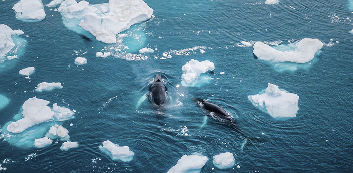 Humpback whales swimming between melting ice sheets. Ilulissat Icefjord, Greenland.